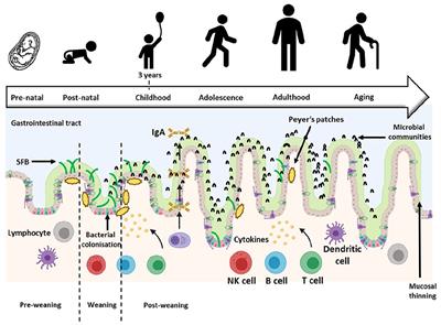 The Role of Segmented Filamentous Bacteria in Immune Barrier Maturation of the Small Intestine at Weaning